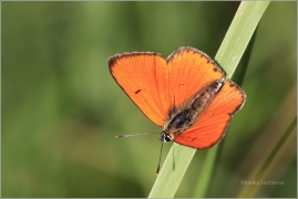 <p>OHNIVÁČEK ČERNOČÁRNÝ (Lycaena dispar) Šluknovsko - Jiříkov ---- /Large copper - Großer Feuerfalter/</p>